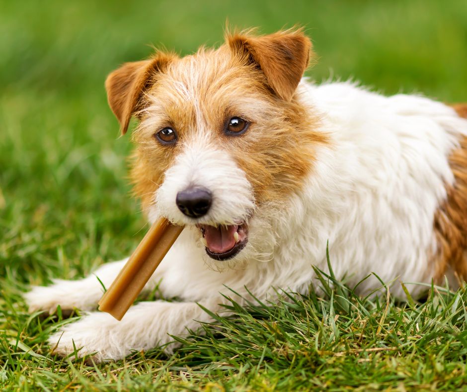PET CHEW TREATS